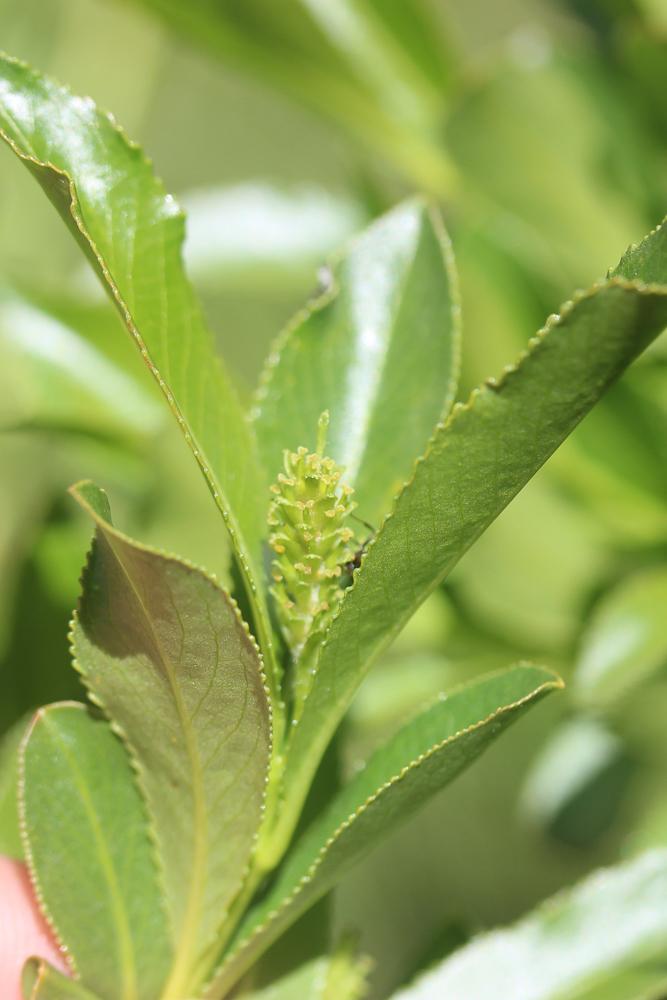 Saule à cinq étamines, Saule odorant Salix pentandra L., 1753