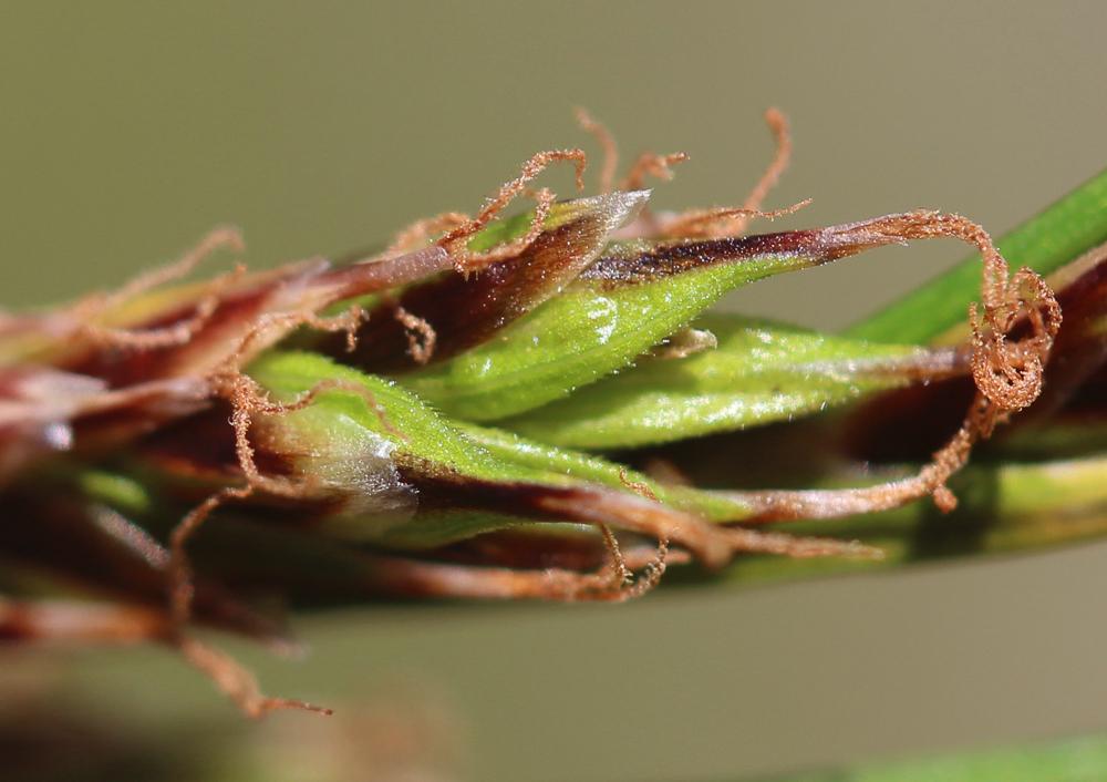Laîche férrugineuse, Carex ferrugineux Carex ferruginea Scop., 1772