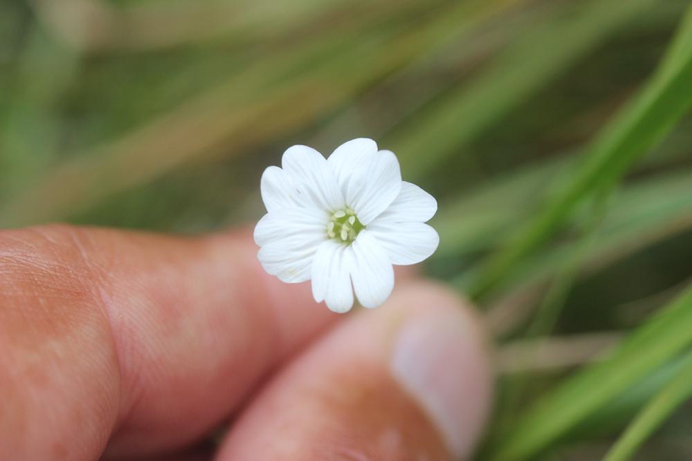 Céraiste de Soleirol Cerastium soleirolii Ser. ex Duby, 1828