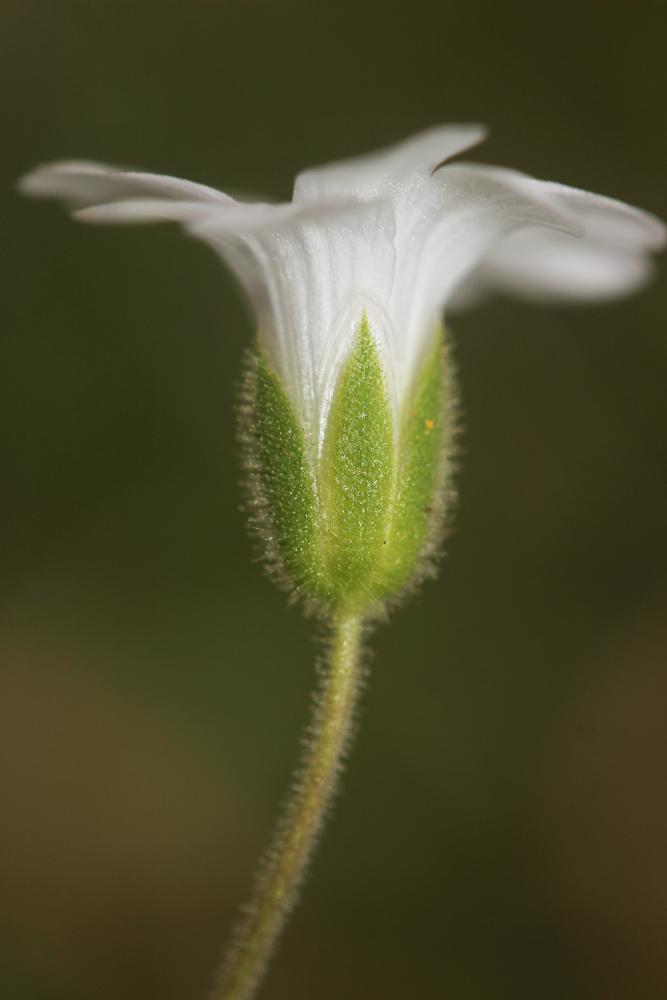 Céraiste de Soleirol Cerastium soleirolii Ser. ex Duby, 1828