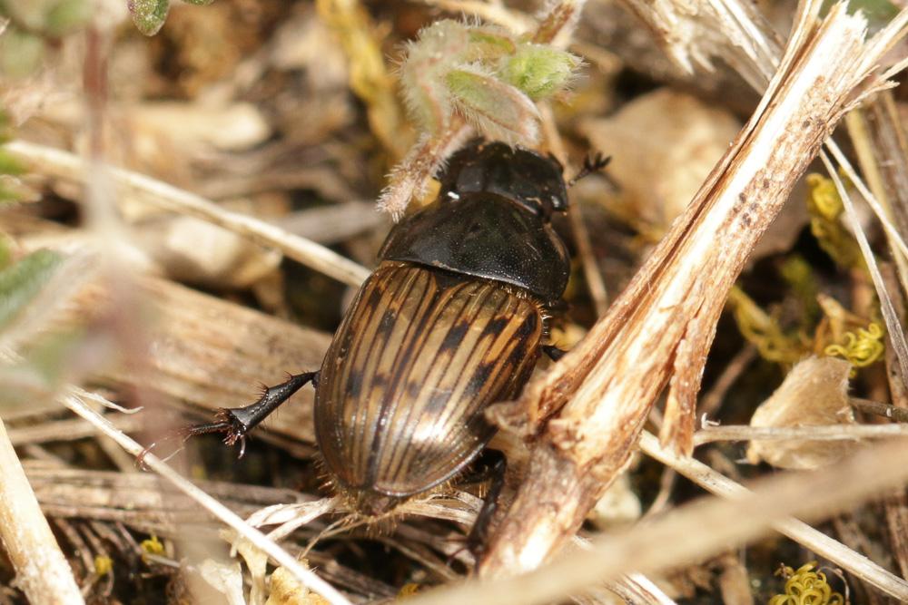Acrossus luridus (Fabricius, 1775)