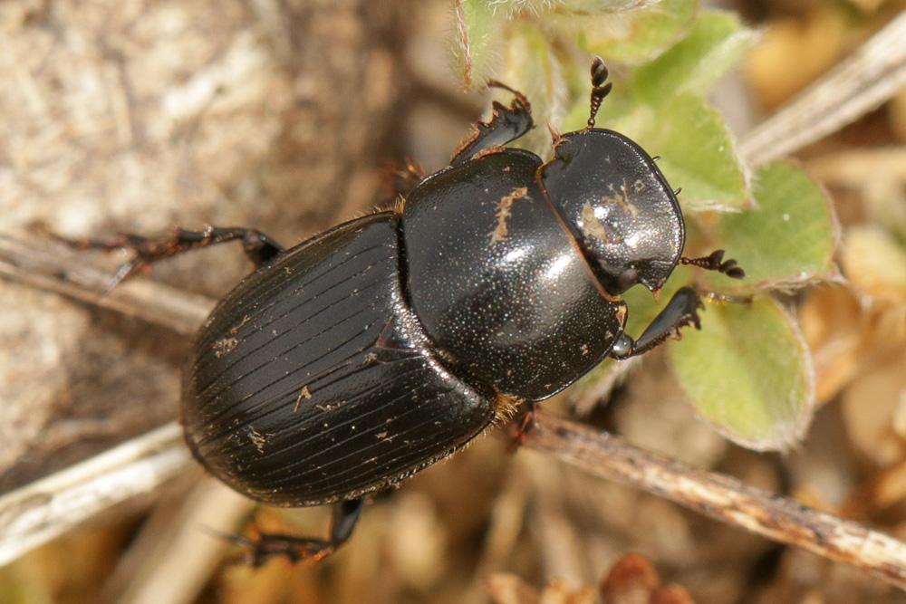  Acrossus luridus (Fabricius, 1775)