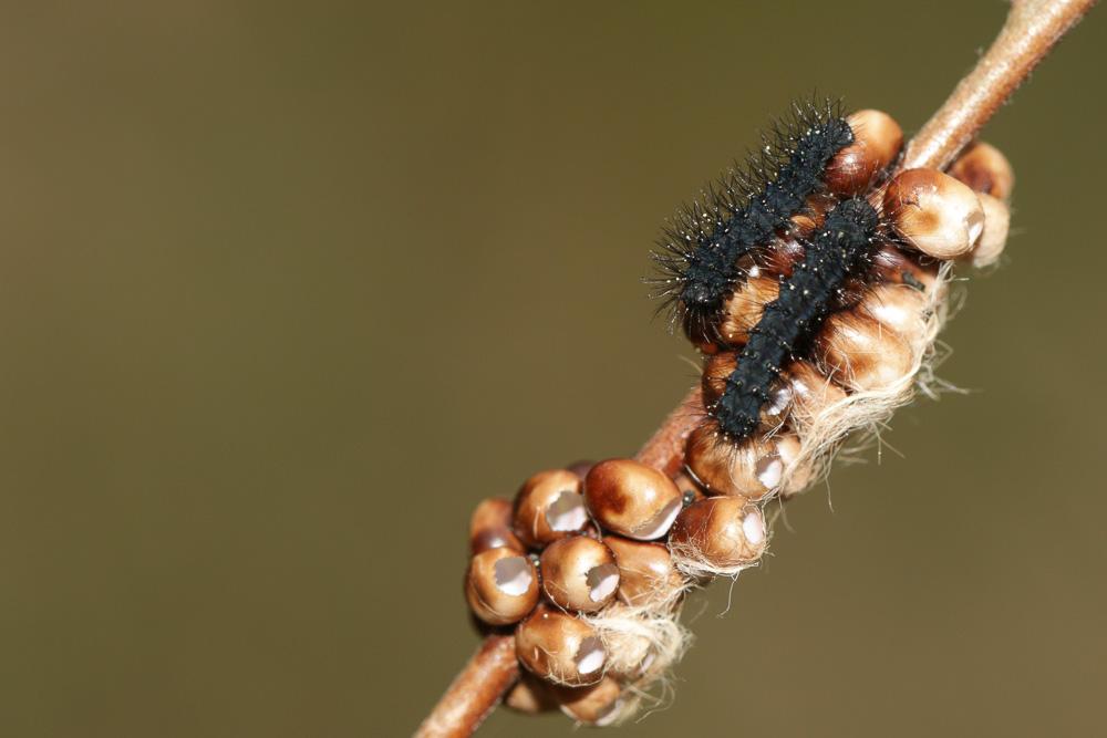 Petit Paon de Nuit (Le) Saturnia pavonia (Linnaeus, 1758)