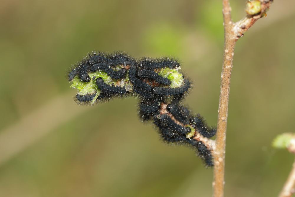Petit Paon de Nuit (Le) Saturnia pavonia (Linnaeus, 1758)