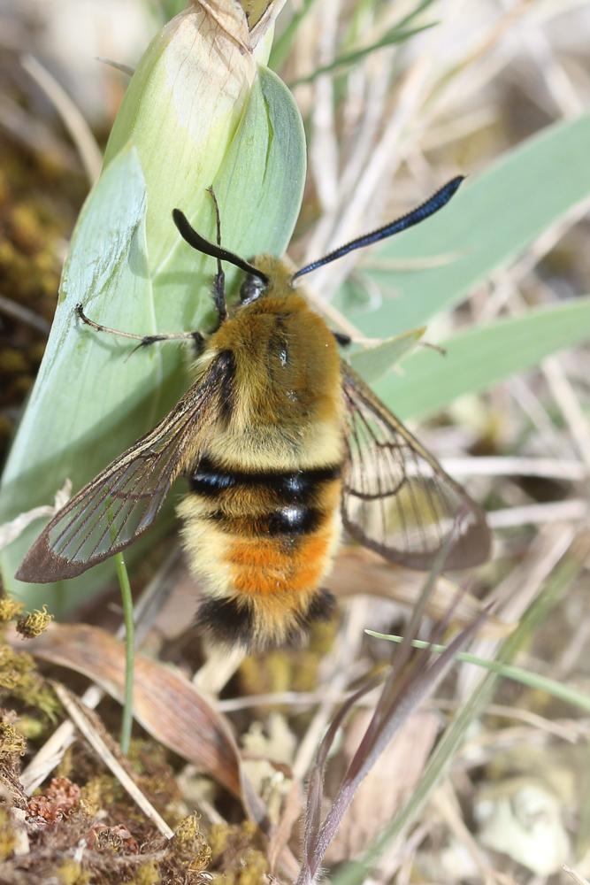 Sphinx-Bourdon (Le), Sphinx de la Scabieuse (Le) Hemaris tityus (Linnaeus, 1758)