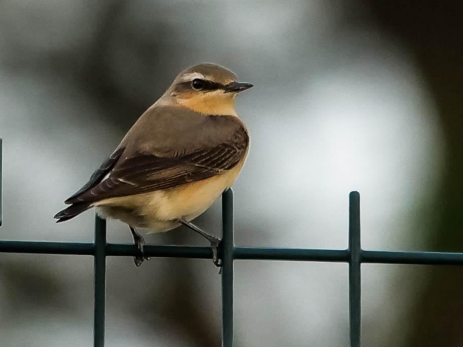 Traquet motteux Oenanthe oenanthe (Linnaeus, 1758)
