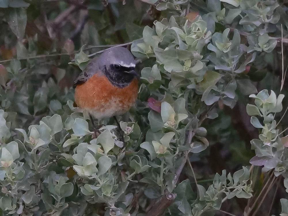 Rougequeue à front blanc Phoenicurus phoenicurus (Linnaeus, 1758)