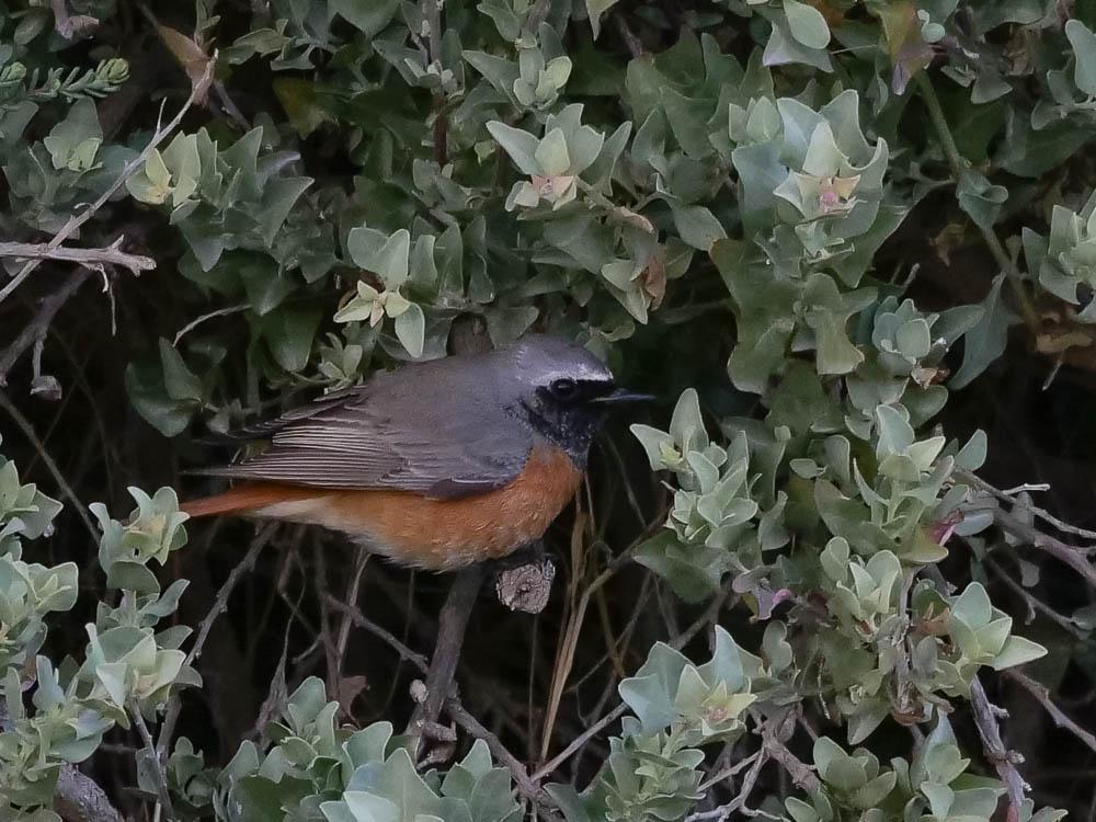 Rougequeue à front blanc Phoenicurus phoenicurus (Linnaeus, 1758)