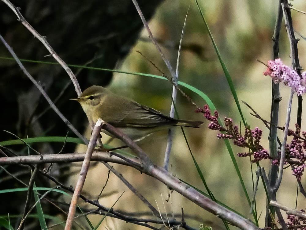 Pouillot véloce Phylloscopus collybita (Vieillot, 1887)