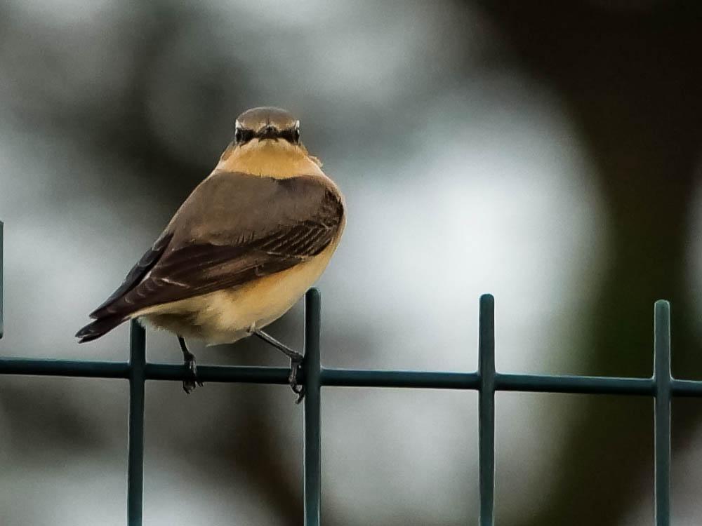 Traquet motteux Oenanthe oenanthe (Linnaeus, 1758)