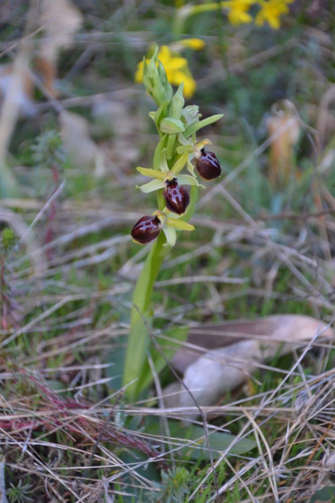 Ophrys de la passion Ophrys passionis Sennen, 1926