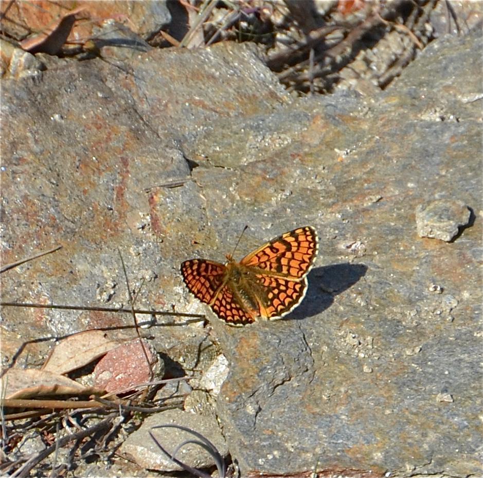 Mélitée des Centaurées (La), Grand Damier (Le) Melitaea phoebe (Denis & Schiffermüller, 1775)