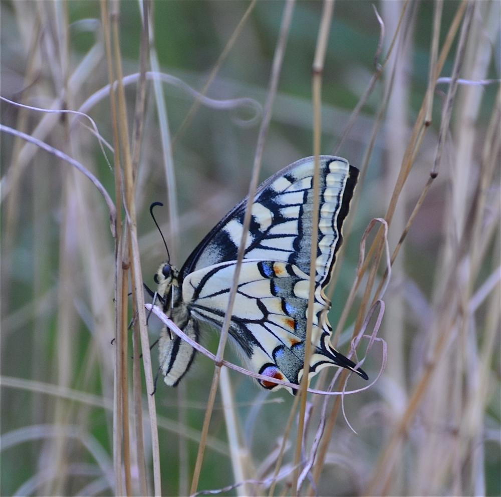 Machaon (Le), Grand Porte-Queue (Le) Papilio machaon Linnaeus, 1758