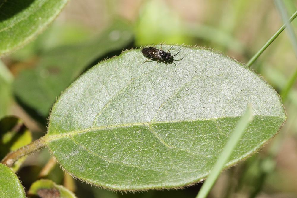 Endelomyia aethiops (Gmelin, 1790)