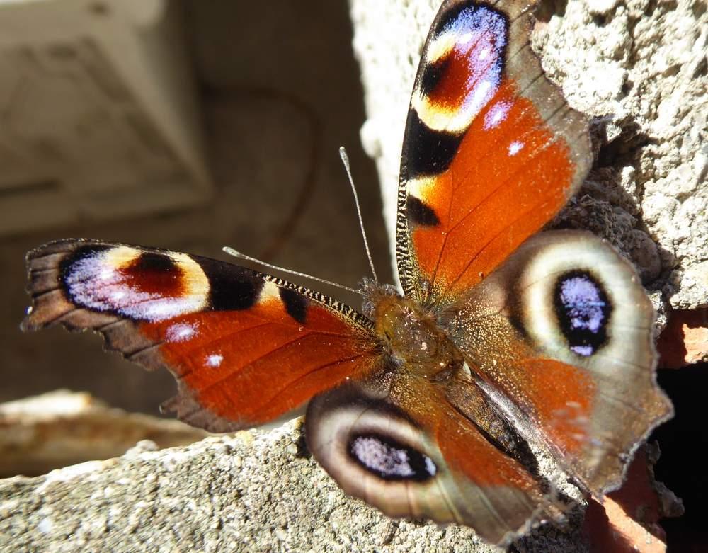 Paon-du-jour (Le), Paon de jour (Le), Oeil -de-Pao Aglais io (Linnaeus, 1758)