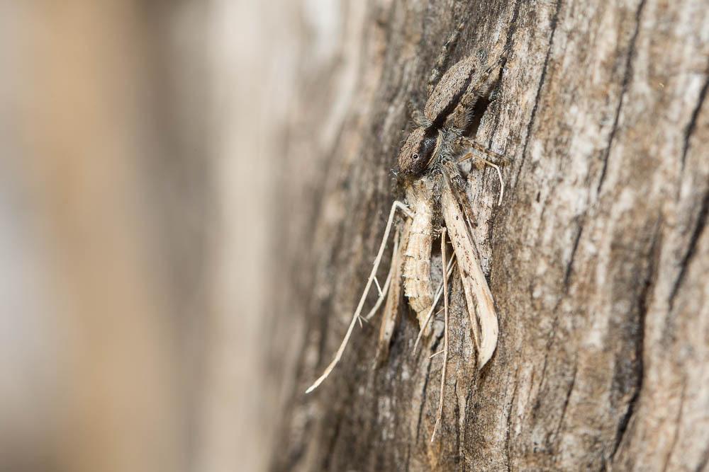  Menemerus taeniatus (L. Koch, 1867)