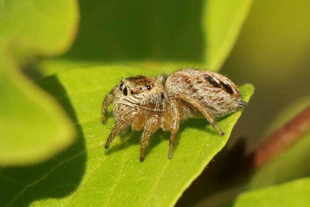  Evarcha arcuata (Clerck, 1758)
