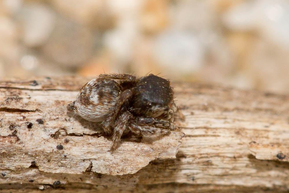  Sitticus saltator (O. Pickard-Cambridge in Simon, 1868)