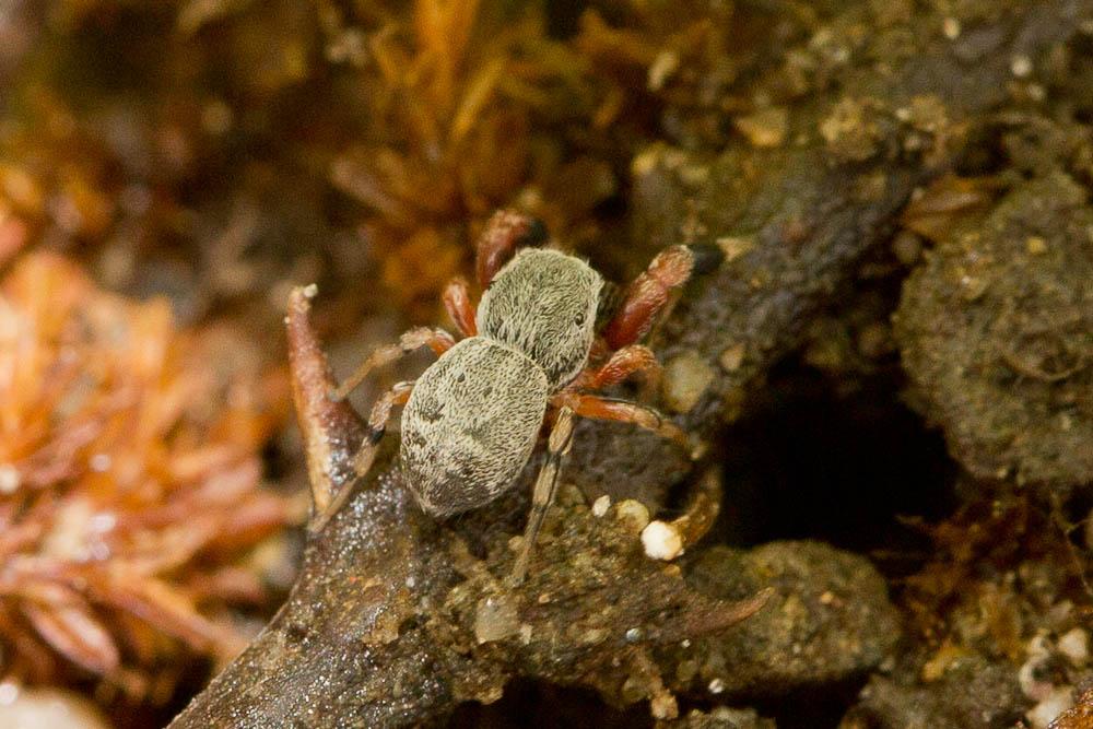 Ballus rufipes (Simon, 1868)