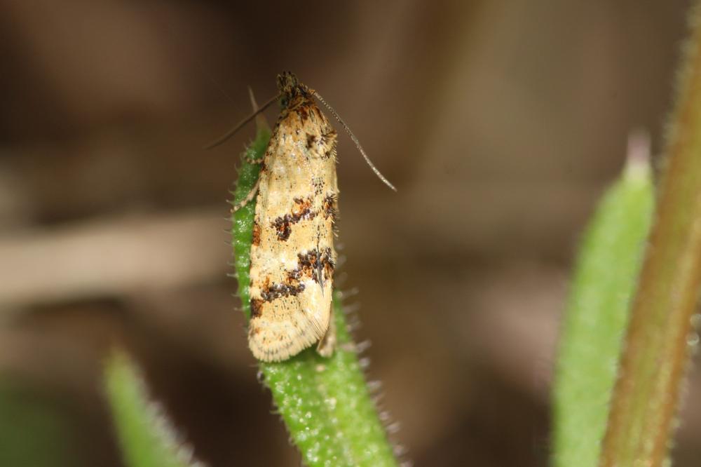  Aethes williana (Brahm, 1791)