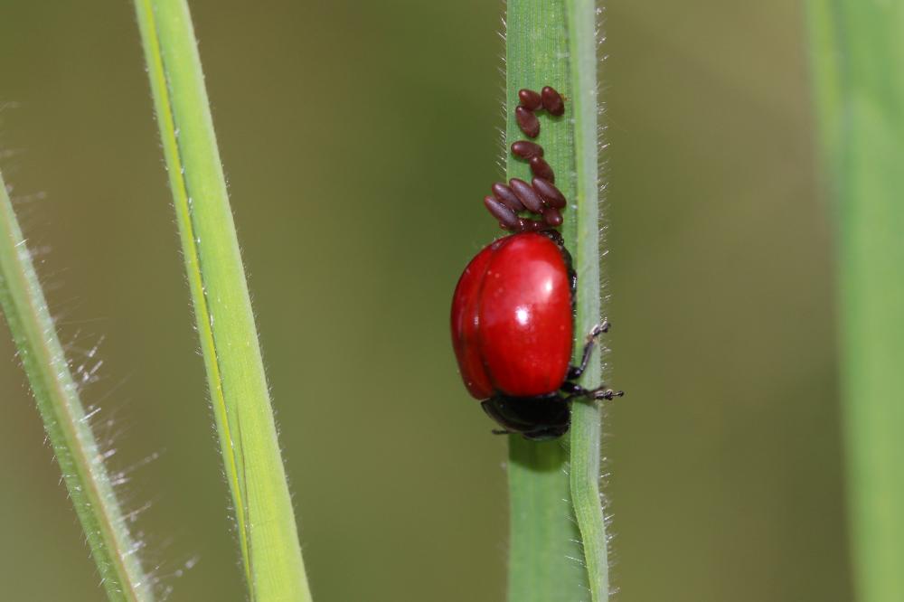 Chrysomela Linnaeus, 1758