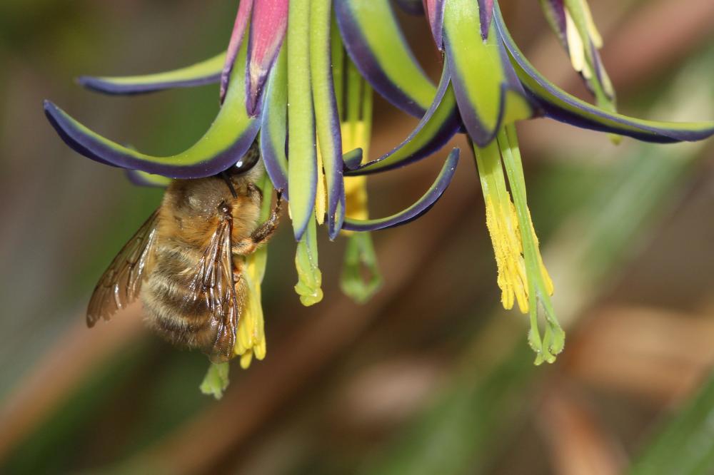 Anthophore commune, Anthophore plumeuse, Anthophor Anthophora plumipes (Pallas, 1772)