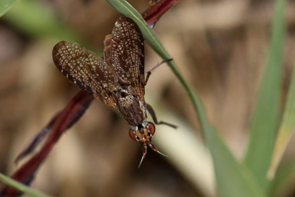  Euthycera 