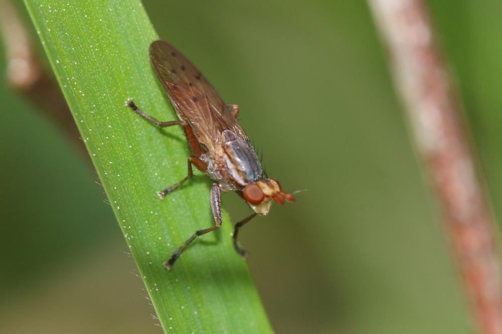 Hydromya dorsalis (Fabricius, 1775)