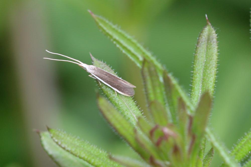 Coleophora albella (Thunberg, 1788)