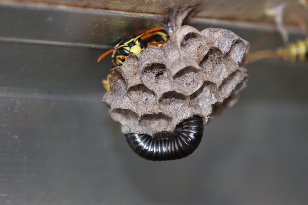 Guêpe poliste Polistes dominula (Christ, 1791)
