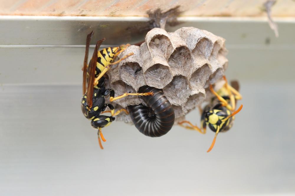 Guêpe poliste Polistes dominula (Christ, 1791)