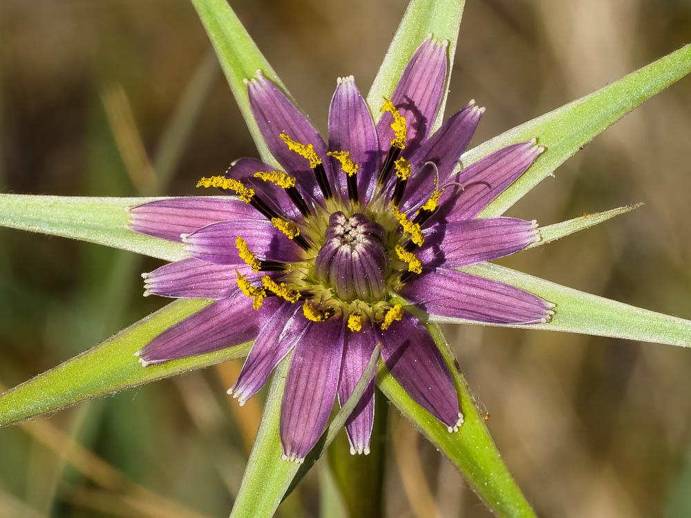 Salsifis à feuilles de poireau, Salsifis blanc, Sa Tragopogon porrifolius L., 1753