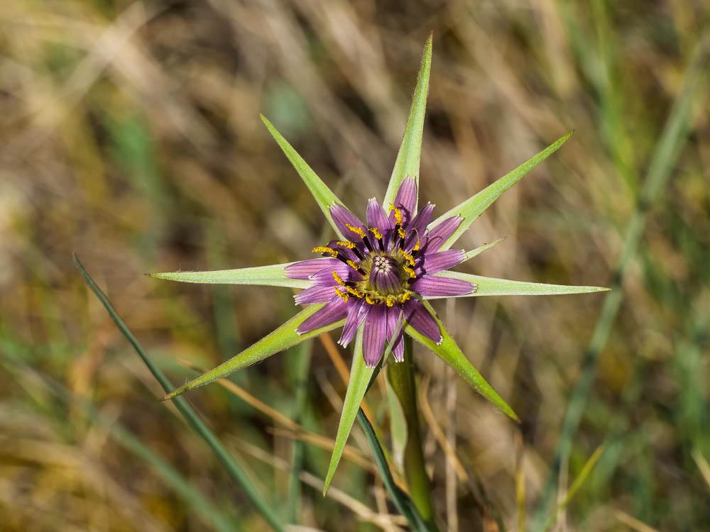 Salsifis à feuilles de poireau, Salsifis blanc, Sa Tragopogon porrifolius L., 1753