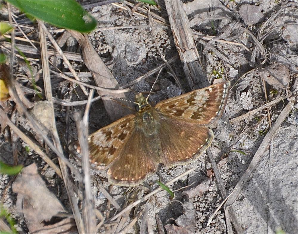 Point de Hongrie (Le), Grisette (La) Erynnis tages (Linnaeus, 1758)