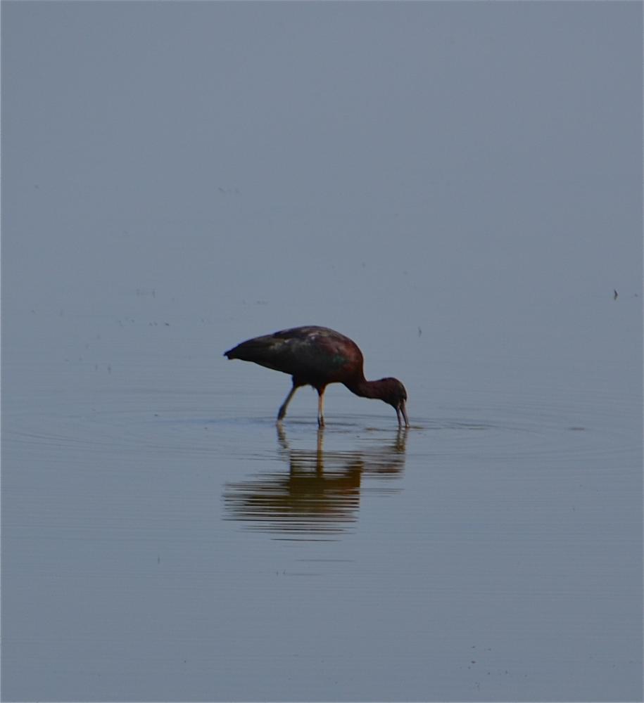 Ibis falcinelle Plegadis falcinellus (Linnaeus, 1766)