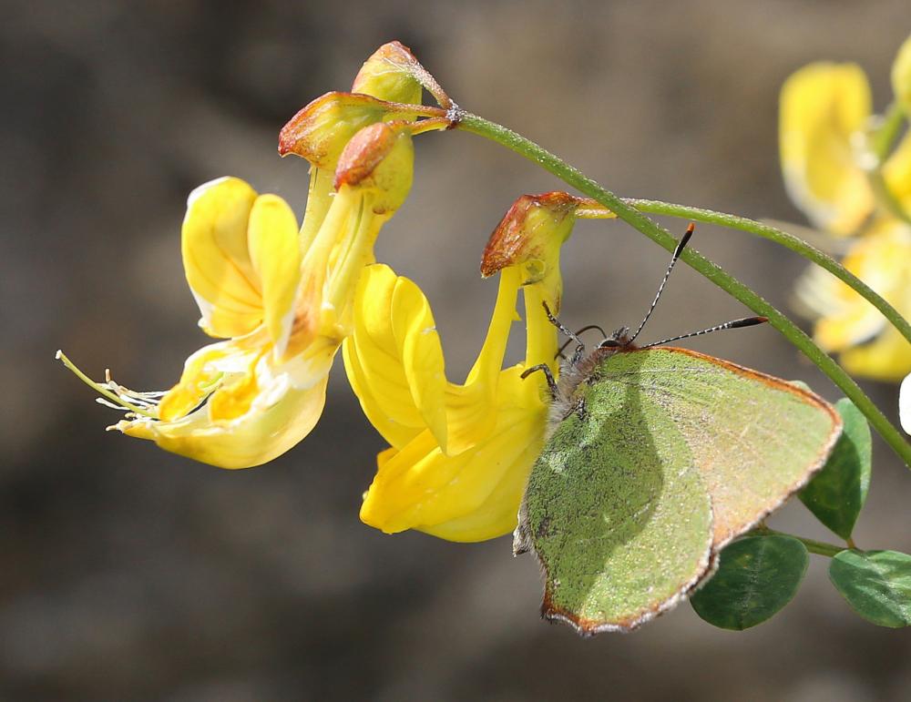 Thécla de l'Arbousier (La) Callophrys avis Chapman, 1909