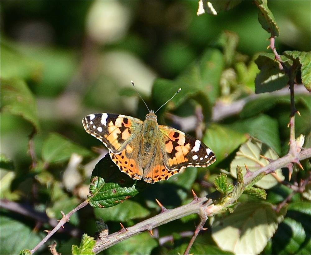 Vanesse des Chardons (La), Belle-Dame (La), Vaness Vanessa cardui (Linnaeus, 1758)