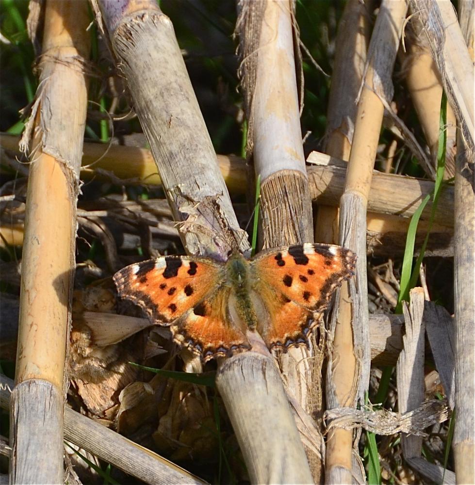 Grande Tortue (La), Vanesse de l'Orme (La), Grand- Nymphalis polychloros (Linnaeus, 1758)