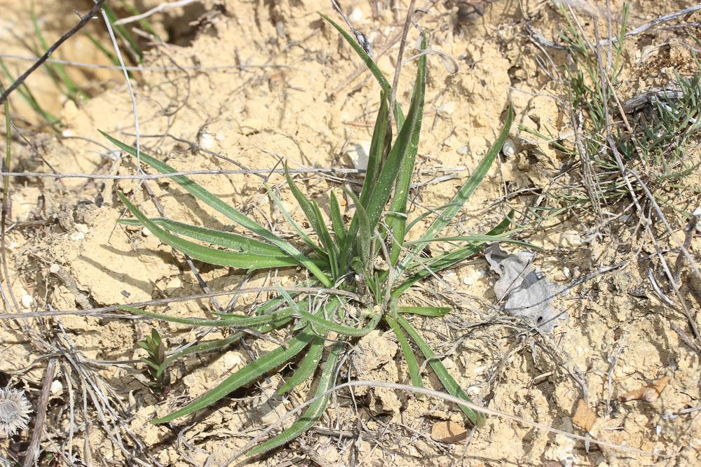 Cupidone, Catananche bleue, Cigaline Catananche caerulea L., 1753