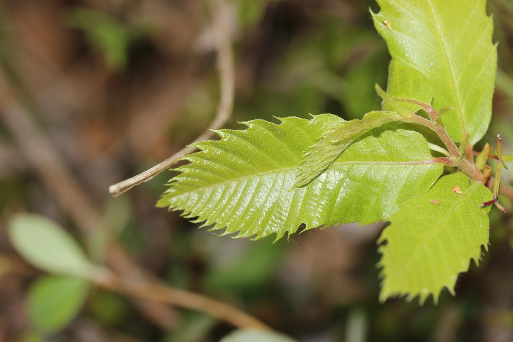 Chataignier, Châtaignier commun Castanea sativa Mill., 1768