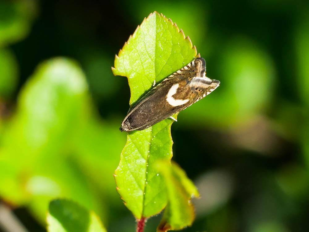 Grapholita lunulana (Denis & Schiffermüller, 1775)