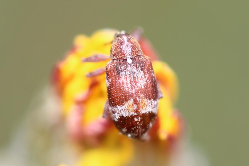 Anthonomus pedicularius (Linnaeus, 1758)
