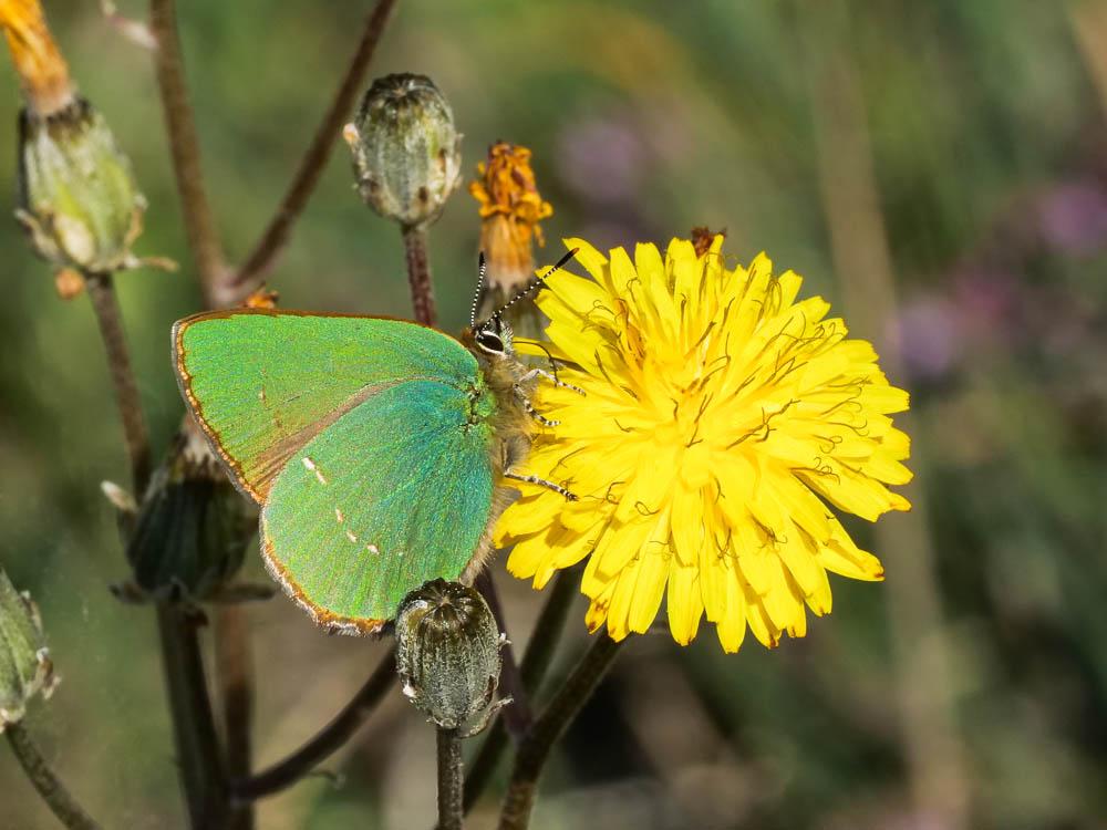 Thécla de la Ronce (La), Argus vert (L') Callophrys rubi (Linnaeus, 1758)