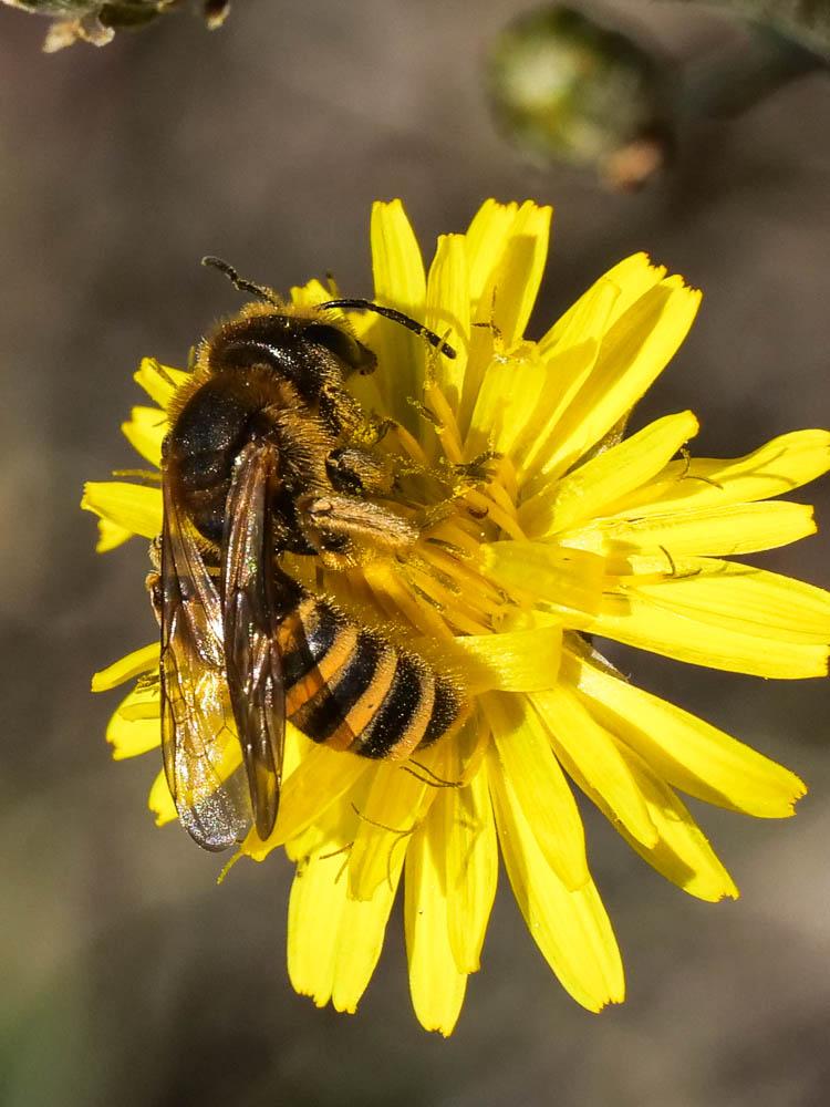  Halictus scabiosae (Rossi, 1790)