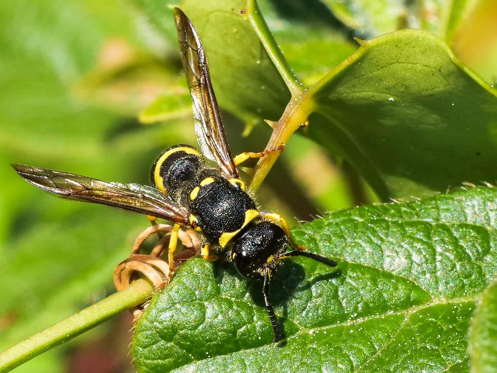 Guêpe maçonne Ancistrocerus parietinus (Linnaeus, 1760)