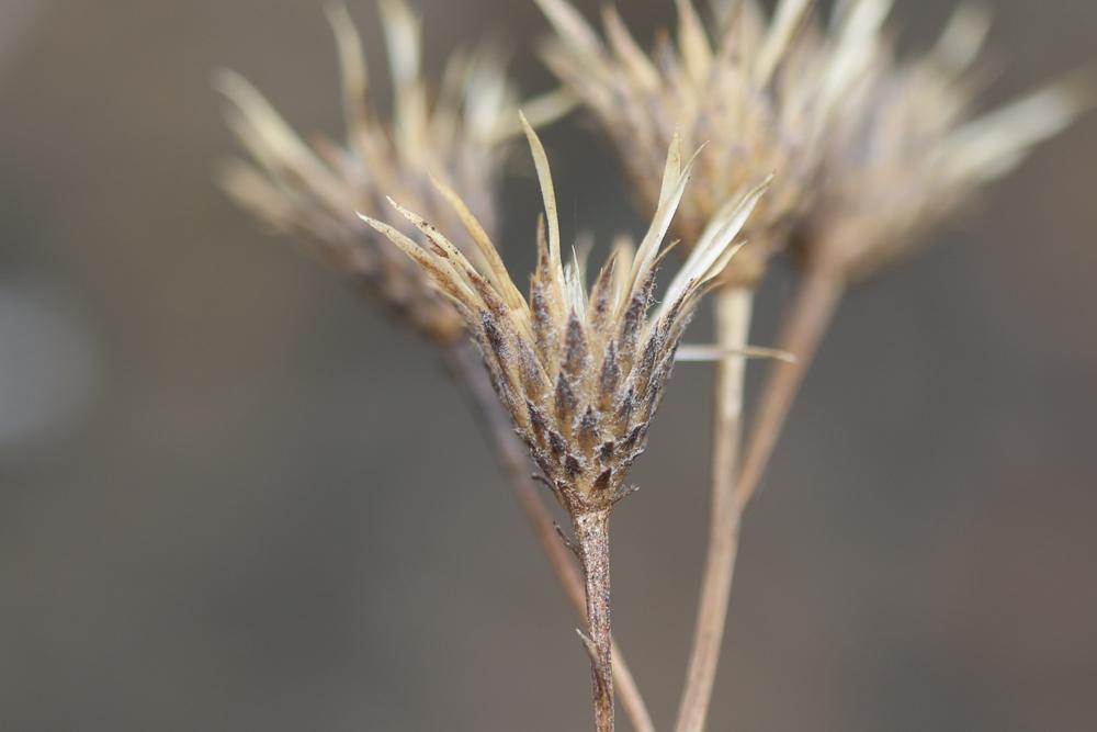 Serratule des teinturiers, Sarrette Serratula tinctoria L., 1753