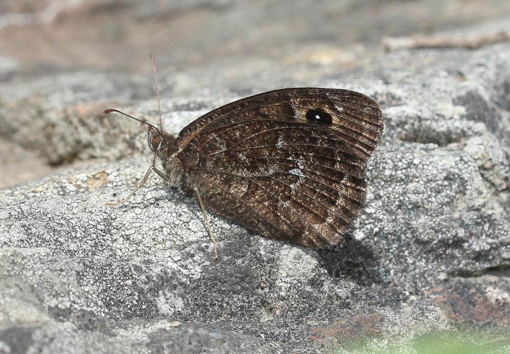 La Petite Coronide (La), Actéon (L'), Coronis (Le), A Satyrus actaea (Esper, 1781)