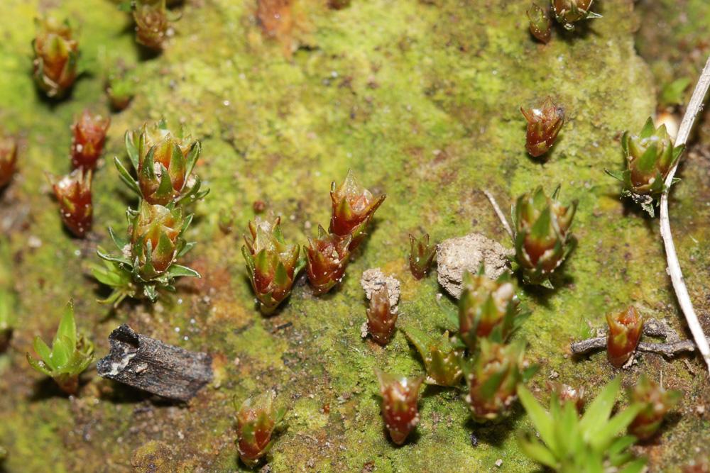  Pogonatum aloides (Hedw.) P.Beauv., 1805
