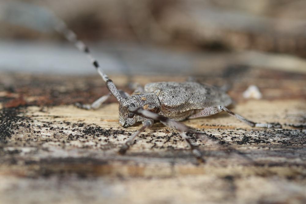 Acanthocinus aedilis (Linnaeus, 1758)