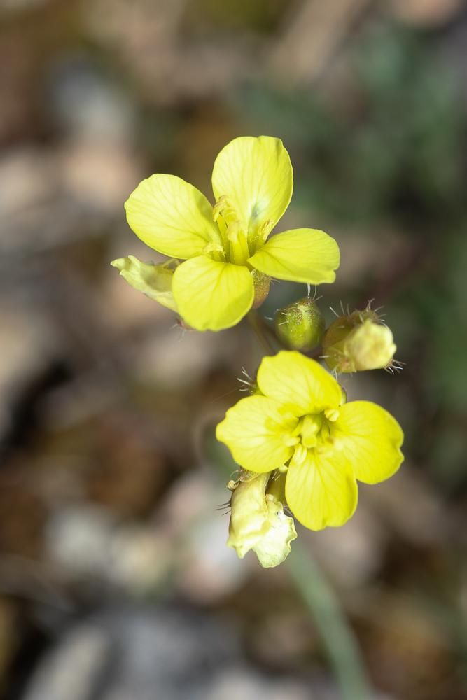 Chou étalé des rochers, Chou des rochers Brassica repanda subsp. saxatilis (DC.) Heywood, 1964